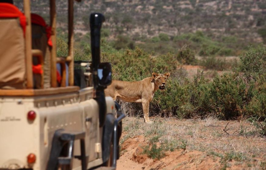 8 Nights & 9 Days at Samburu and Borana Conservancies